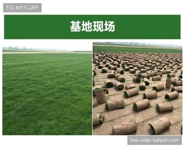 草种配方的专利：每个球场都不一样，草种选择的基本原则是什么